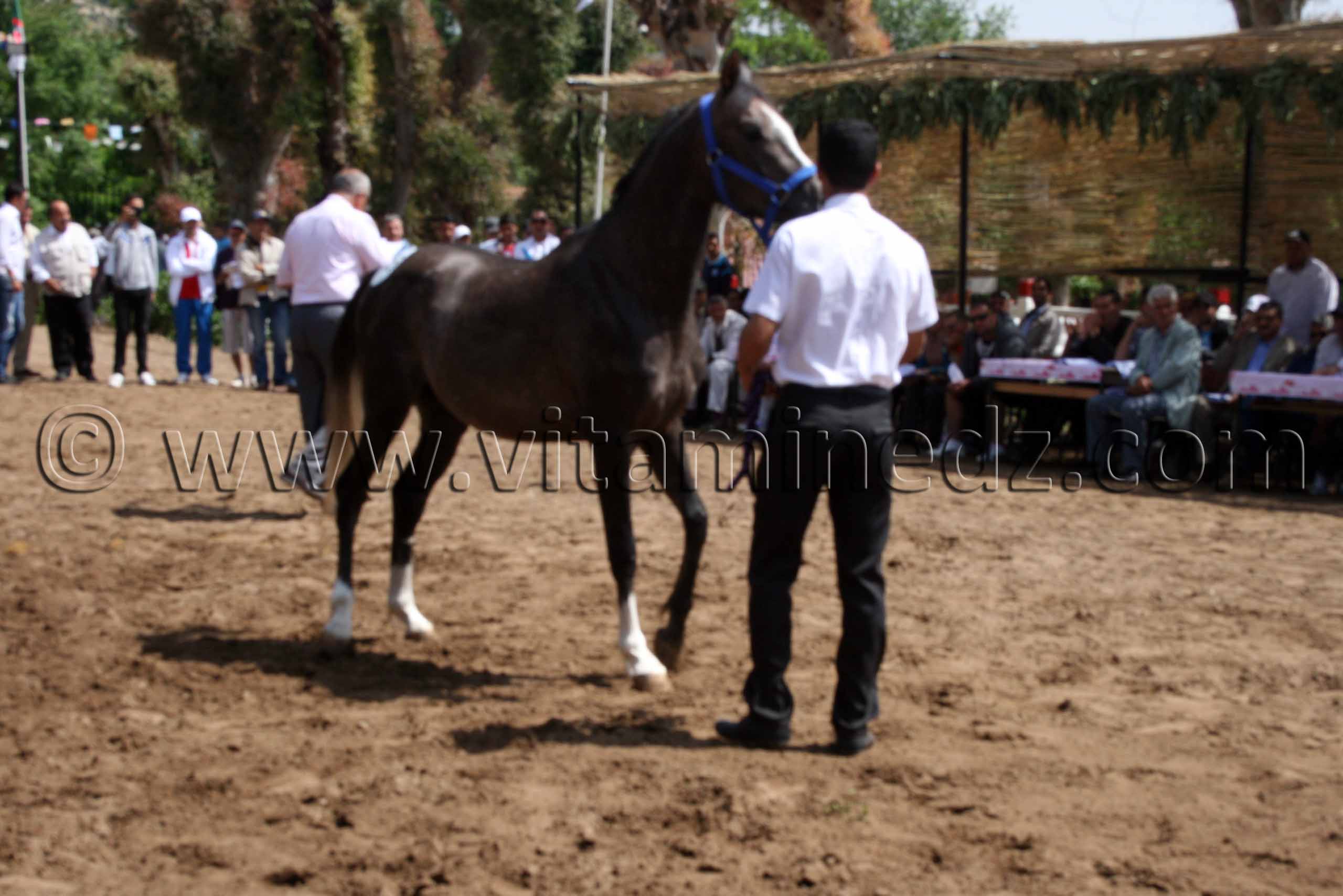 pur sang arabe a vendre pas cher Le Haras de ChaouChaoua de Tiaret