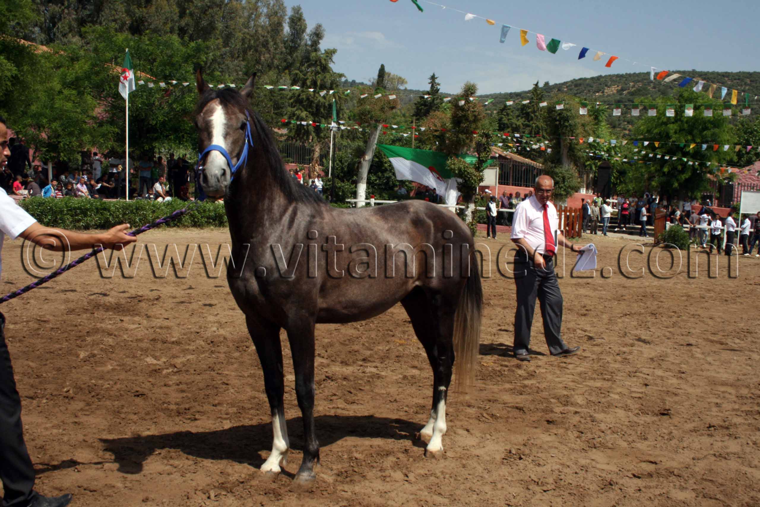 Elevage et vente de pur sang arabe, cheval d'endurance Le Haras de ChaouChaoua de Tiaret,