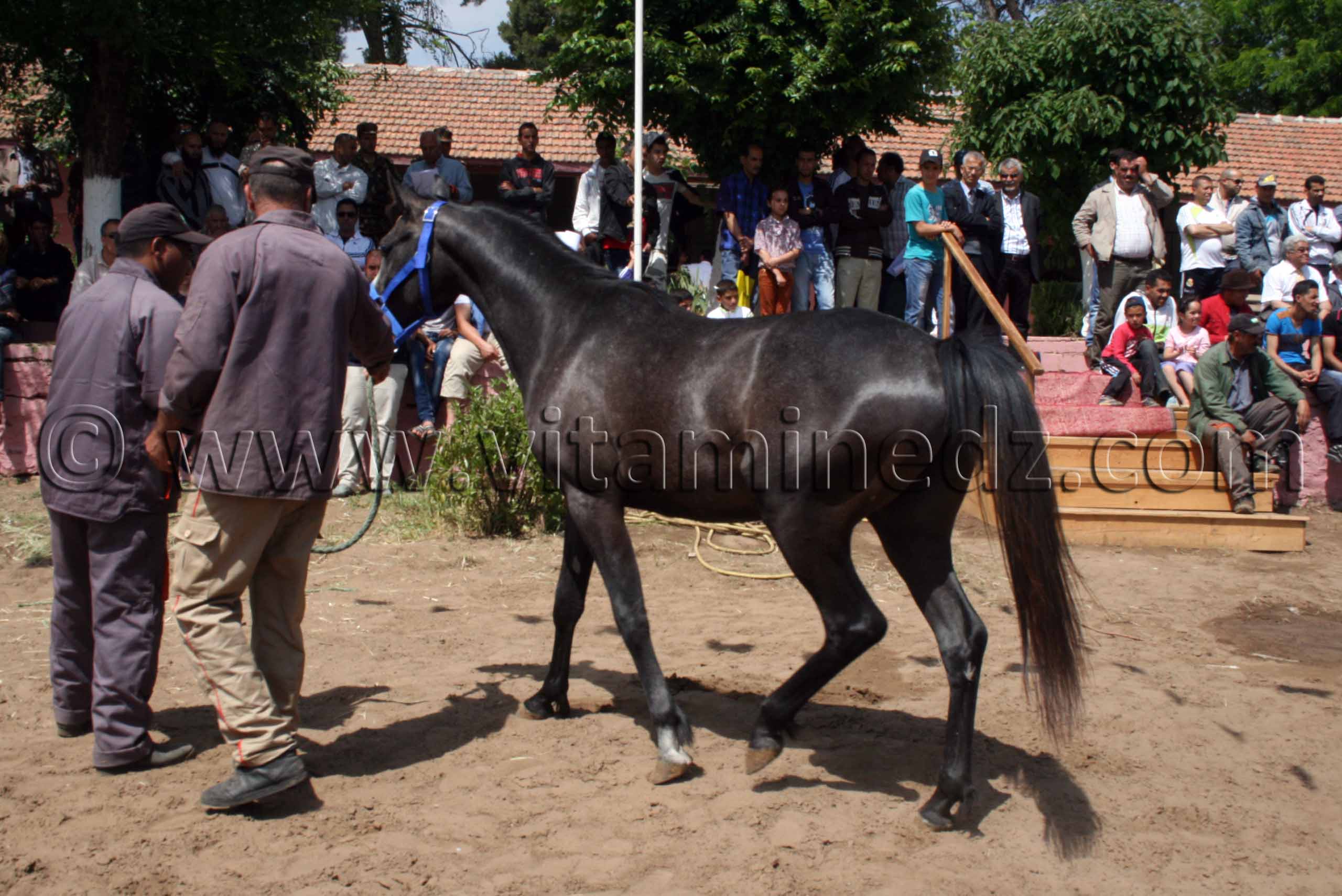 chevaux pur sang arabe en vente - Le Haras de ChaouChaoua de Tiaret