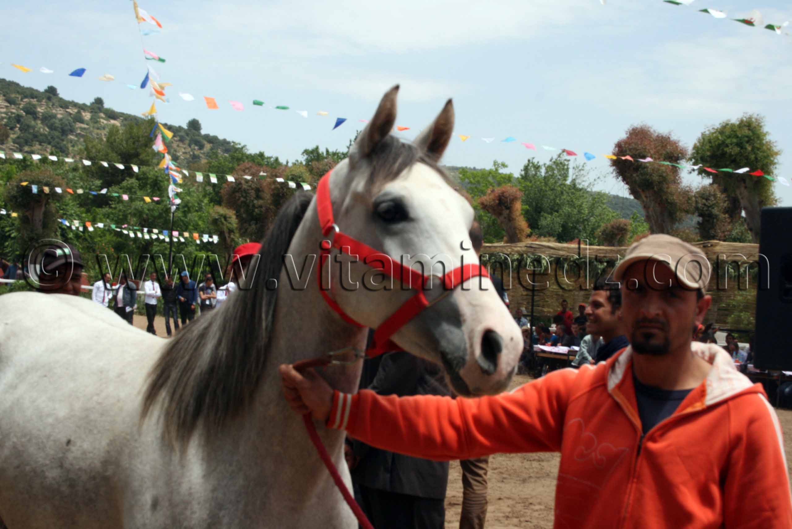 chevaux arabe a vendre Le Haras de ChaouChaoua de Tiaret