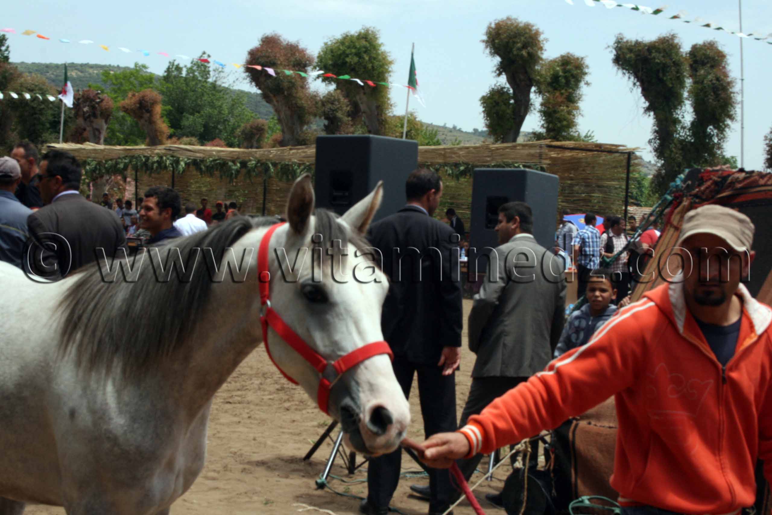 elevage de pur sang arabe Le Haras de ChaouChaoua de Tiaret