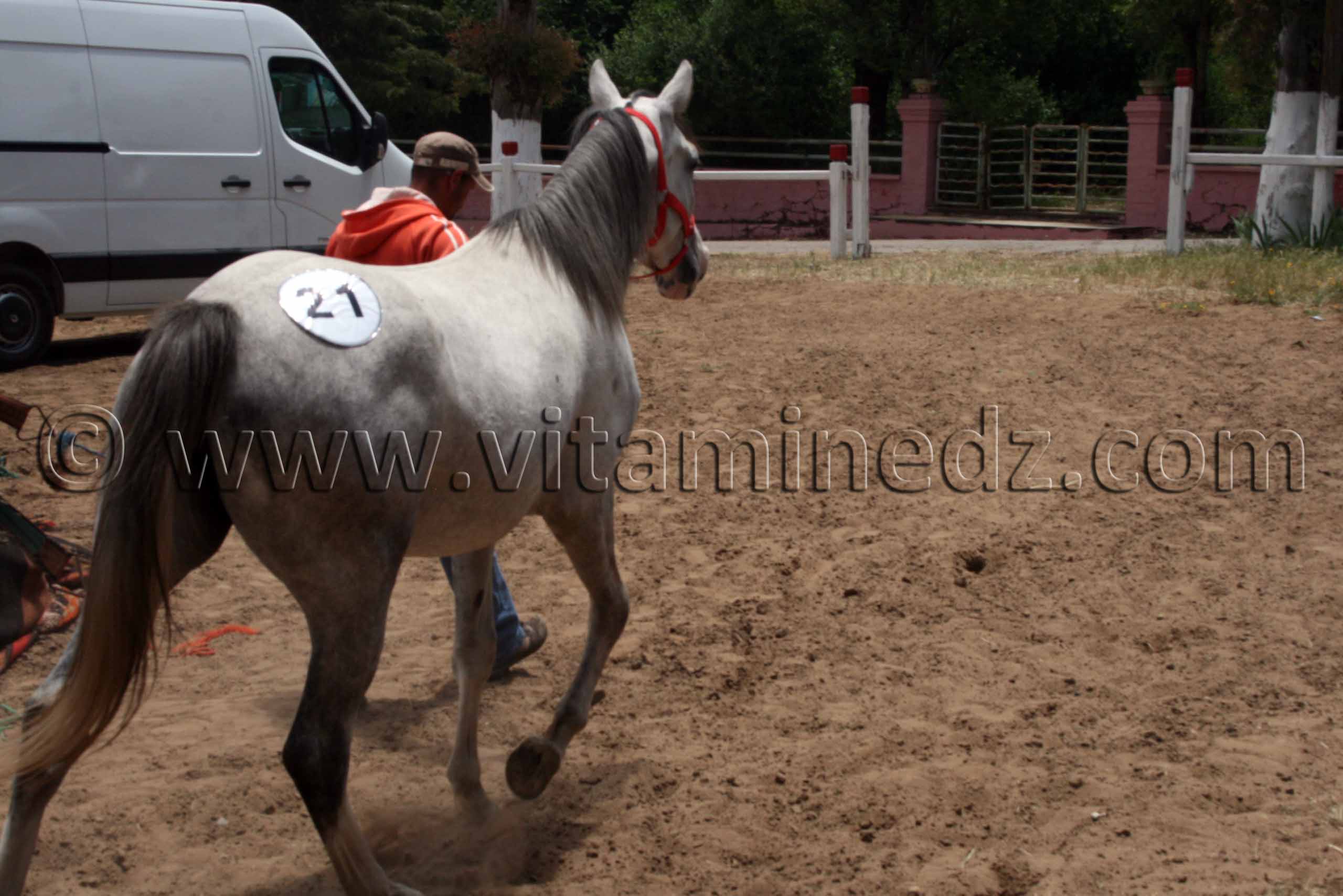 Le Haras de ChaouChaoua de Tiaret, vente de chevaux arabes