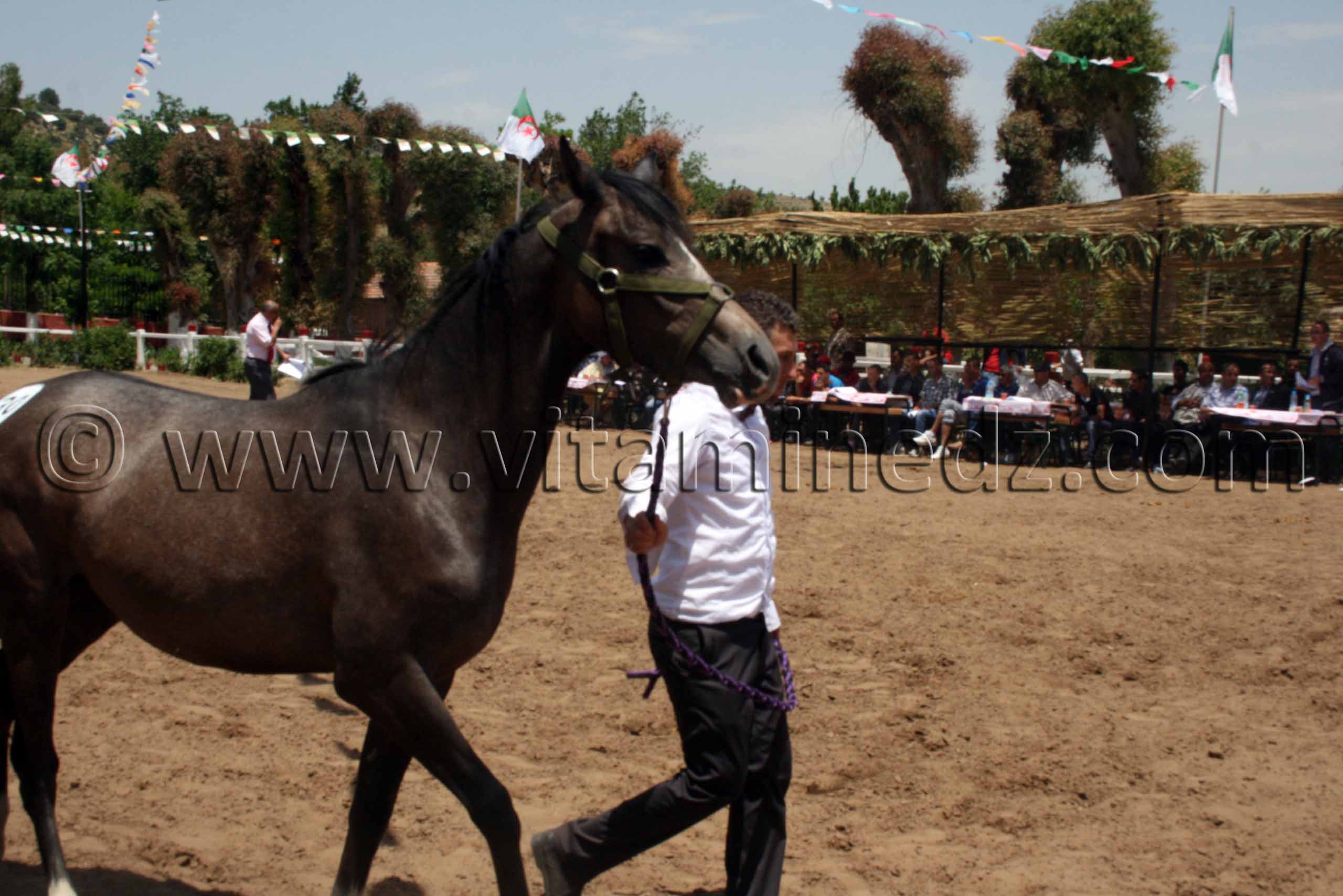 pur sang arabe elevage de pur sang arabe poulain arabe a vendre Le Haras de ChaouChaoua de Tiaret