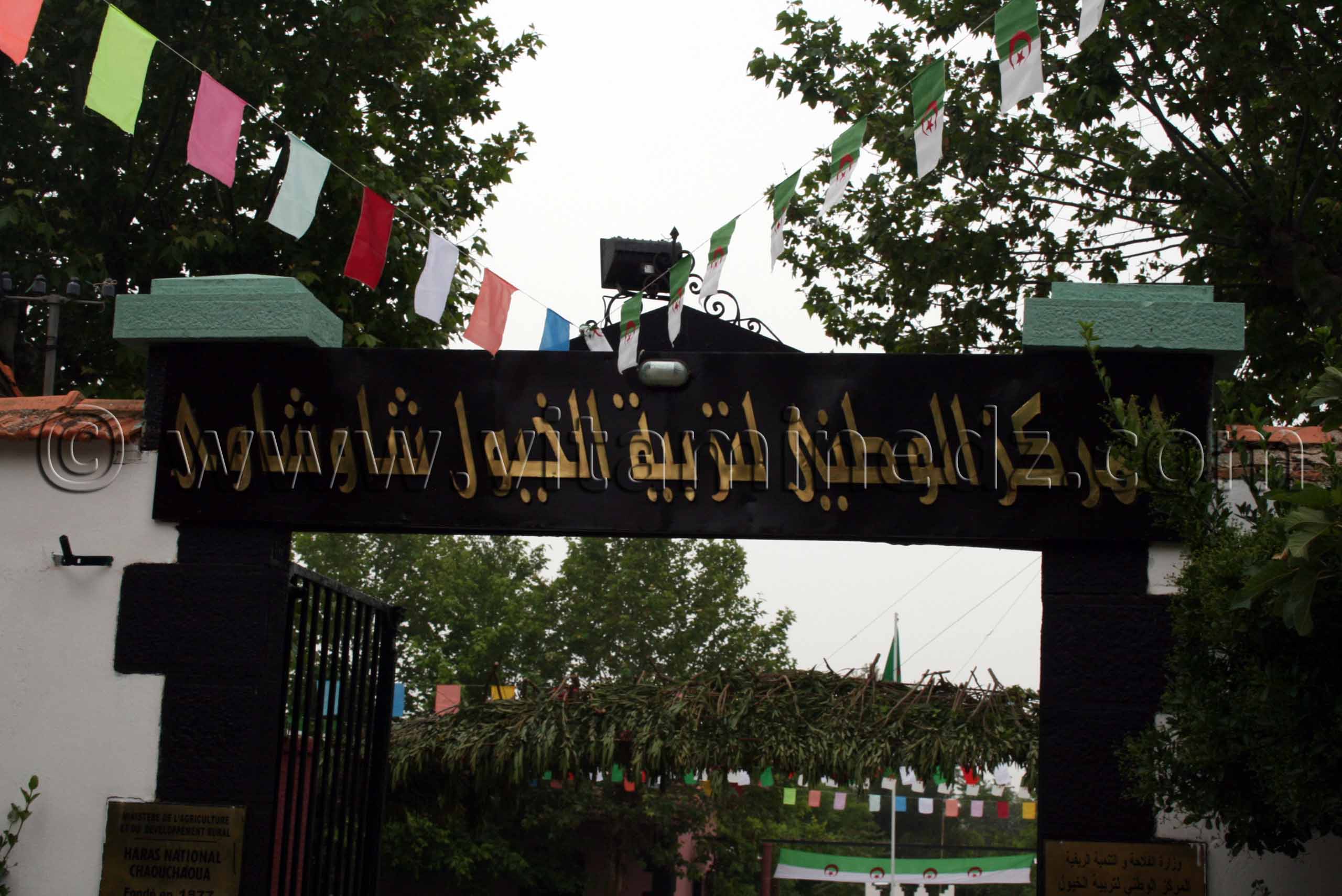 Le Haras de ChaouChaoua de Tiaret, elevage de chevaux arabes et barbes