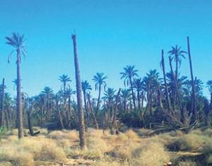 Palmeraies ravagées par le feu à Biskra:  La Protection civile de Tolga pointée du doigt