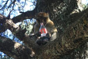 El Aouana (Jijel) - Du coca cola pour les singes
