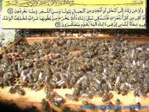 النحل و القران الكريم