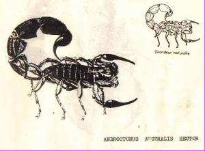 SIDI BEL-ABBÈS  -  35 personnes mordues par des scorpions depuis le début du mois