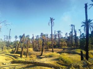 Phoeniciculture à Biskra:  Sehira (Lioua), l’éden en perdition