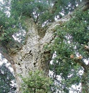 Oran - Filière du liège: Une production de 40 tonnes attendue cette année