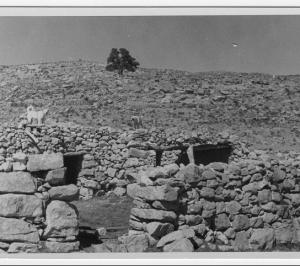 Un chêne vert a été respecté (très rare)