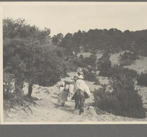 Titre d'origine : Forêt du djebel mezbel (douar tadjemout) AURES