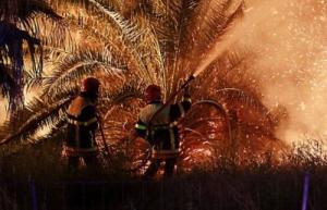 Ouargla - Plus de 2.300 palmiers détruits depuis le début de l’année