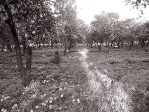 Chambre agricole de Blida: Ambitieux programme pour développer l’agrumiculture