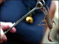 Ghardaïa  - Les scorpions font 1.430 victimes en 7 mois