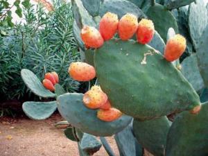 Commune de Bouzeguène:  2e édition de la fête de la figue de Barbarie