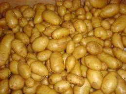 Le SOS des producteurs de Tiaret: Des tonnes de pomme de terre dans «la nature»