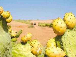 Festival de la figue de Barbarie à Chellata (Béjaïa):  Les vertus ignorées d’akarmous