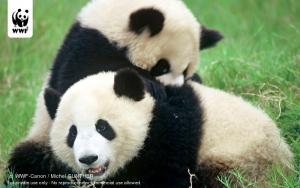 Planète - Chine: Panda  Emblème d'espoir pour une nation et de la biodiversité mondiale