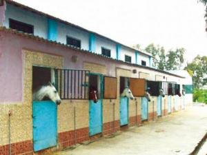 Constantine -  Association des sports équestres:  Une discipline à revaloriser