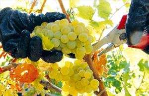 BOUMERDÈS - VITICULTURE: Une production de plus d’un demi-million de quintaux de raisin attendue
