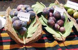 BEJAIA -  Figue de Kabylie: Réhabiliter la production du terroir