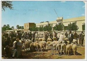 Marché a bestiaux de Biskra !