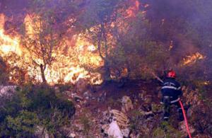 Algérie - Incendies de forêt: 2.500 ha touchés cet été