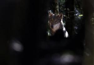 Planète - Disparu depuis 80 ans, le loup pourrait s'installer durablement dans les Vosges