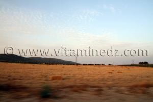 Agriculture céréalière, Commune de Tenira - Sidi Bel Abbes