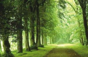 Planète - Changement climatique: La FAO appelle au renforcement des investissements dans les forêts