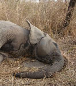 Planète - Braconnage: les réseaux sociaux viennent au secours des rhinocéros et éléphants