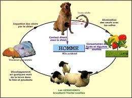 Algérie - Des mesures pour un Aïd sans kyste:  Les consignes du ministère de l’Agriculture seront-elles suivies sur le terrain?
