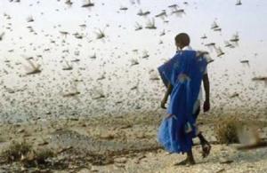 Lutte anti-acridienne: L’Algérie fait don de pesticides à Madagascar annonce le MAE