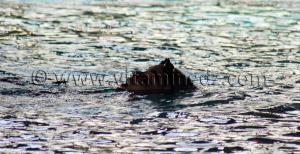 Tlemcen - Natation Equipe de nageurs du WAT à la Piscine olympique de Tlemcen, Manager  Réda Yadi
