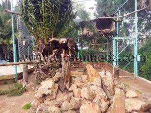 Aigle Royal Algérie, Zoo de Tlemcen, Mansourah