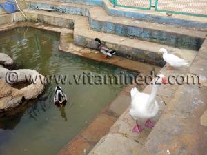 Palmipèdes Algerie - Zoo de Tlemcen, Mansourah
