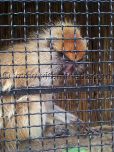 Singe Algerie - Zoo de Tlemcen, Mansourah