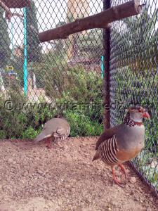 faisan Algerie Zoo de Tlemcen, Mansourah