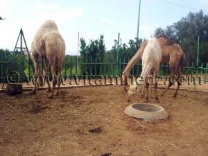Dromadaires Algerie Zoo de Tlemcen, Mansourah