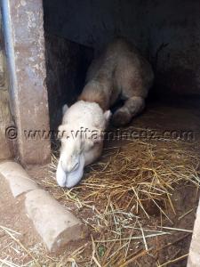 Dromadaire Zoo de Tlemcen, Mansourah