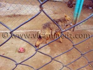 Loup ou renard doré ? Algerie Zoo de Tlemcen, Mansourah
