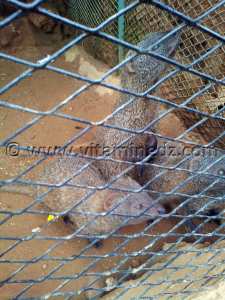 Furet (Nemss, نمس) Zoo de Tlemcen, Mansourah