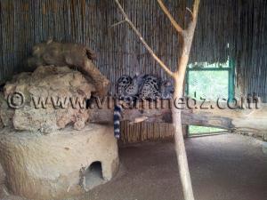 Genette Zoo de Tlemcen, Mansourah