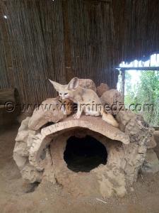 Fennec Algerie - Zoo de Tlemcen, Mansourah