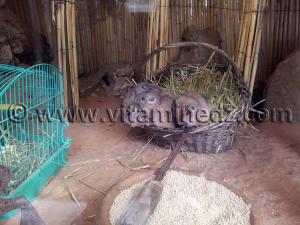 Goundi du Mzab Zoo de Tlemcen, Mansourah