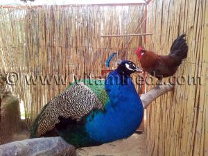 Taous ou Paon, Algerie Zoo de Tlemcen, Mansourah