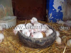 Soris Zoo de Tlemcen, Mansourah