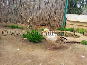 Rapace Zoo de Tlemcen, Mansourah