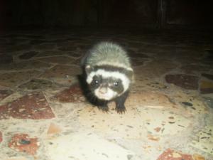 Zorille du Sahara observer a Tiout